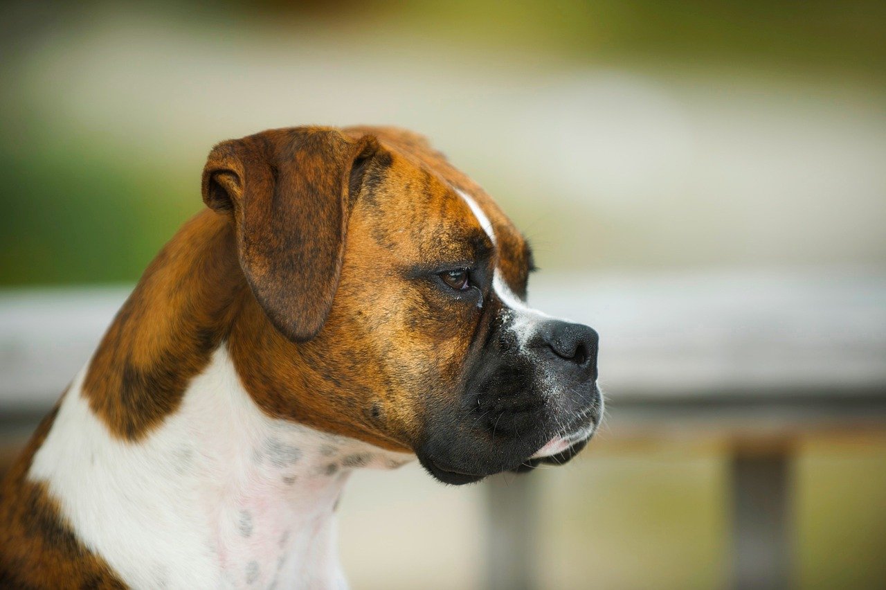 Perro de raza Bóxer. | Foto: Pixabay