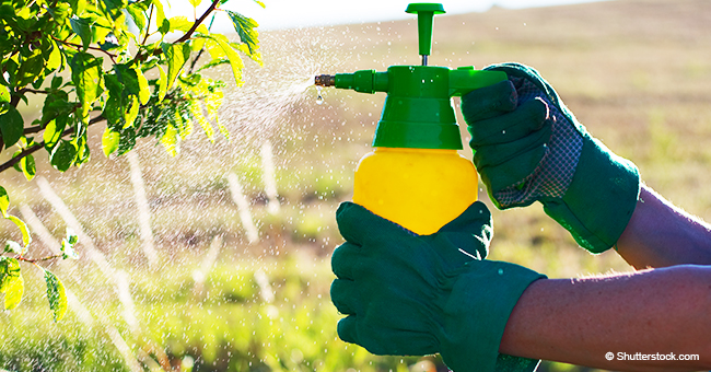 Cómo los pesticidas pueden afectar tu salud y qué alimentos tienen más residuos