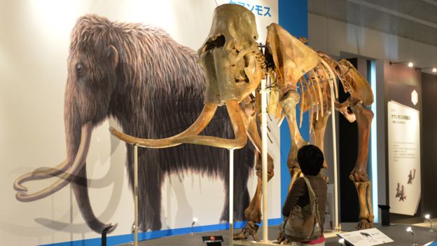 Fósil de mamut en exhibición | Foto: Getty Images