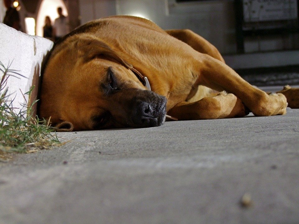 Perro dormido en la calle . | Imagen: Pixabay