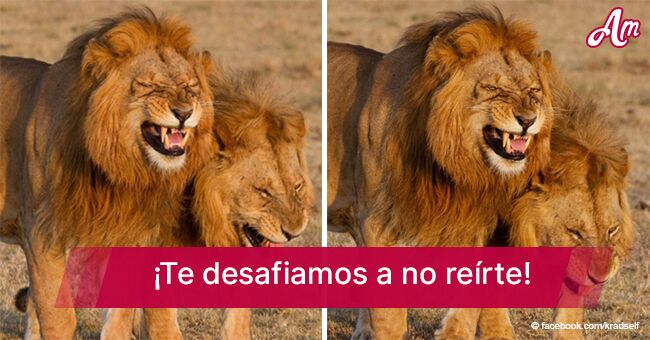 Par de leones son atrapados 'riéndose' y es una imagen contagiosa