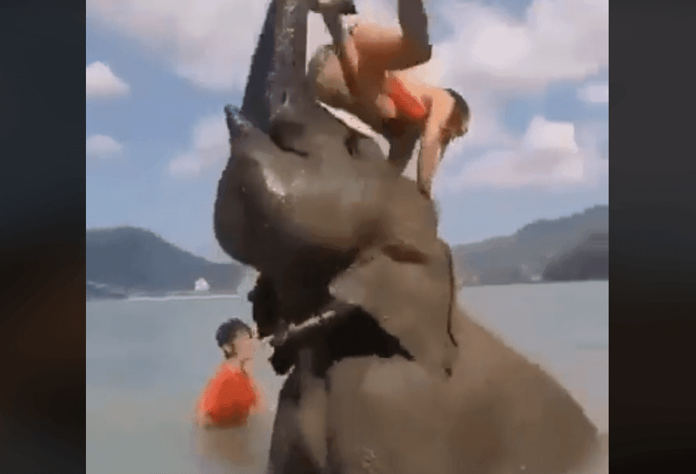 Mujer siendo lanzada por el elefante / Imagen tomada de: Facebook / Memerable