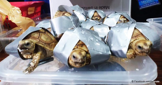 Más de 1.500 tortugas exóticas envueltas en cinta adhesiva son halladas en aeropuerto de Manila