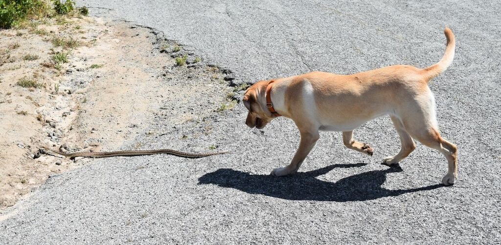 Perro persiguiendo serpiente / Imagen tomada de: Shutterstock