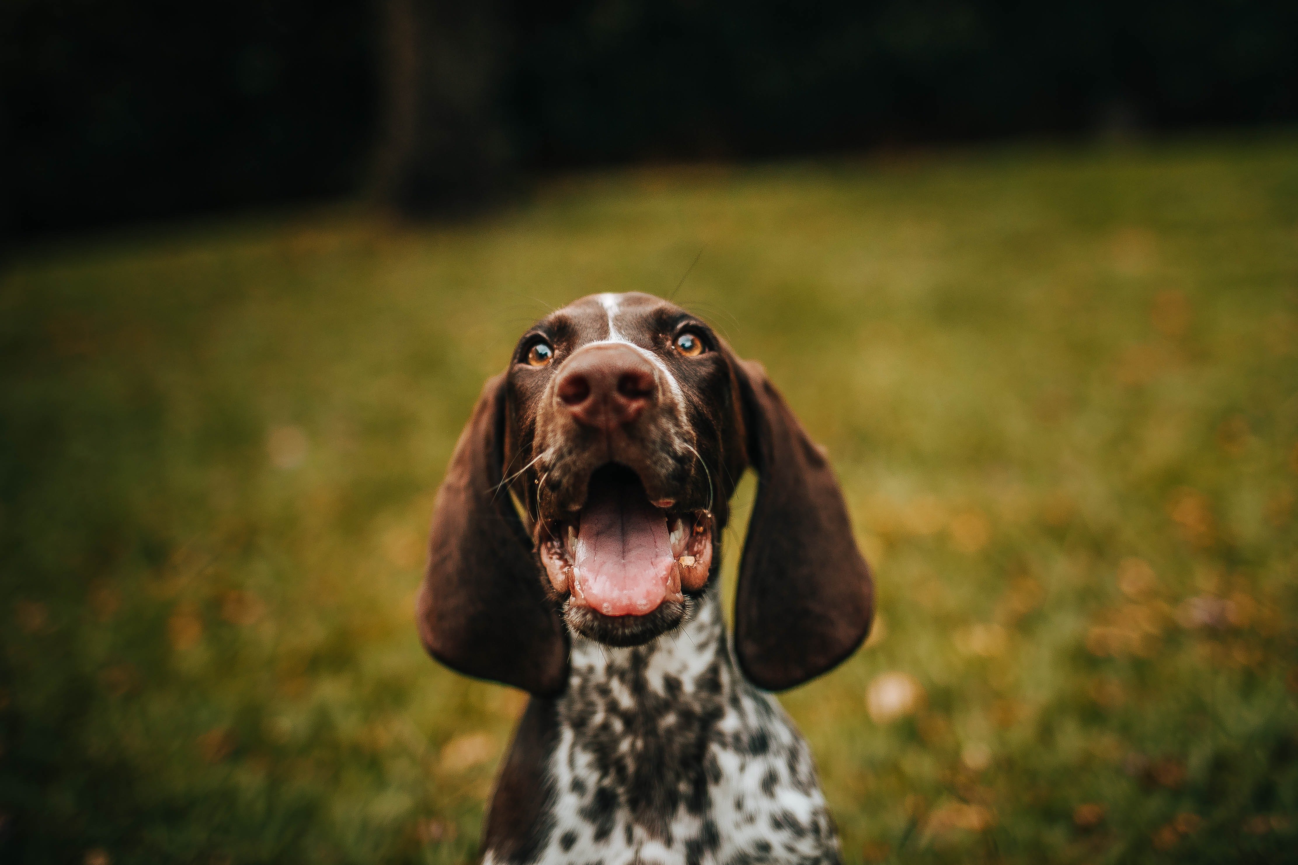 Perrito feliz. | Foto: Pexels