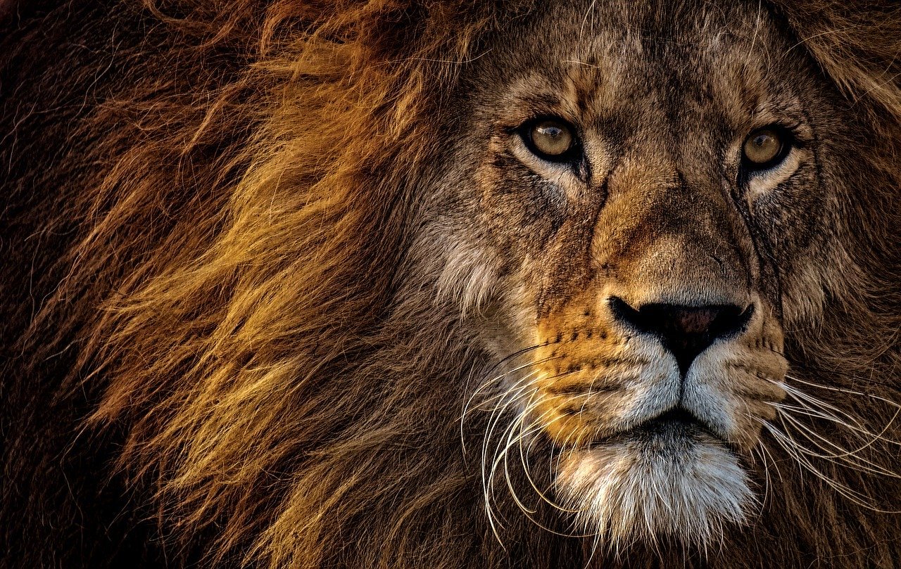 Cabeza de león. | Foto: Pixabay