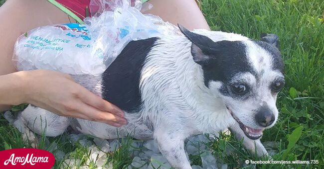 Poderoso consejo de una mujer después de que el perro sufriera un golpe de calor