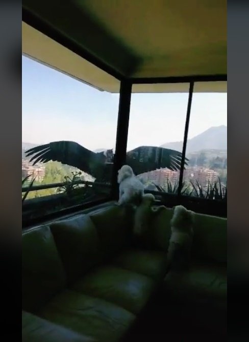 Condores intentan tomar a tres poodles por la ventana de un apartamento en el área metropolitana de Chile. | Foto: tiktok.com/@ga.leonardi 