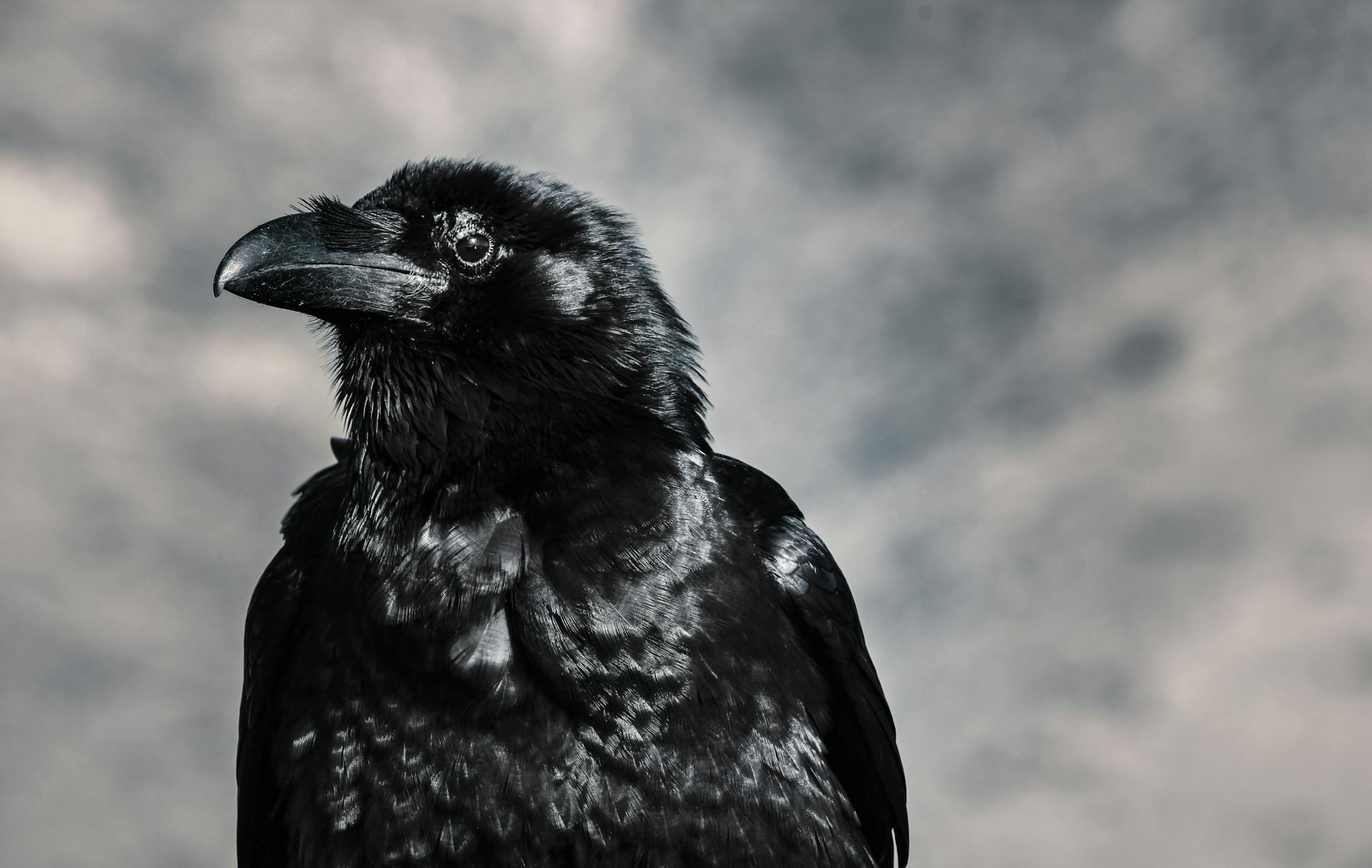 Un cuervo negro | Foto: Pexels