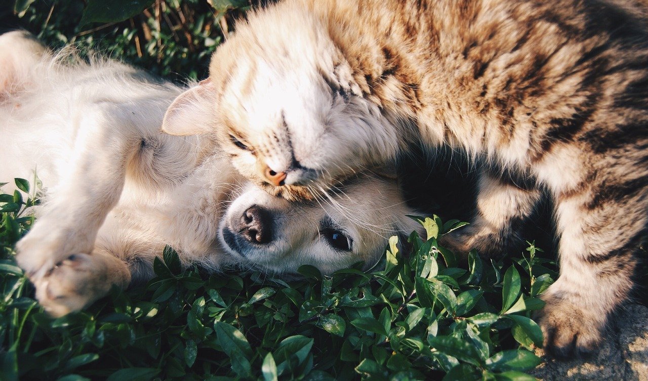 Un gato en contacto estrecho con un perro. | Foto: Pixabay