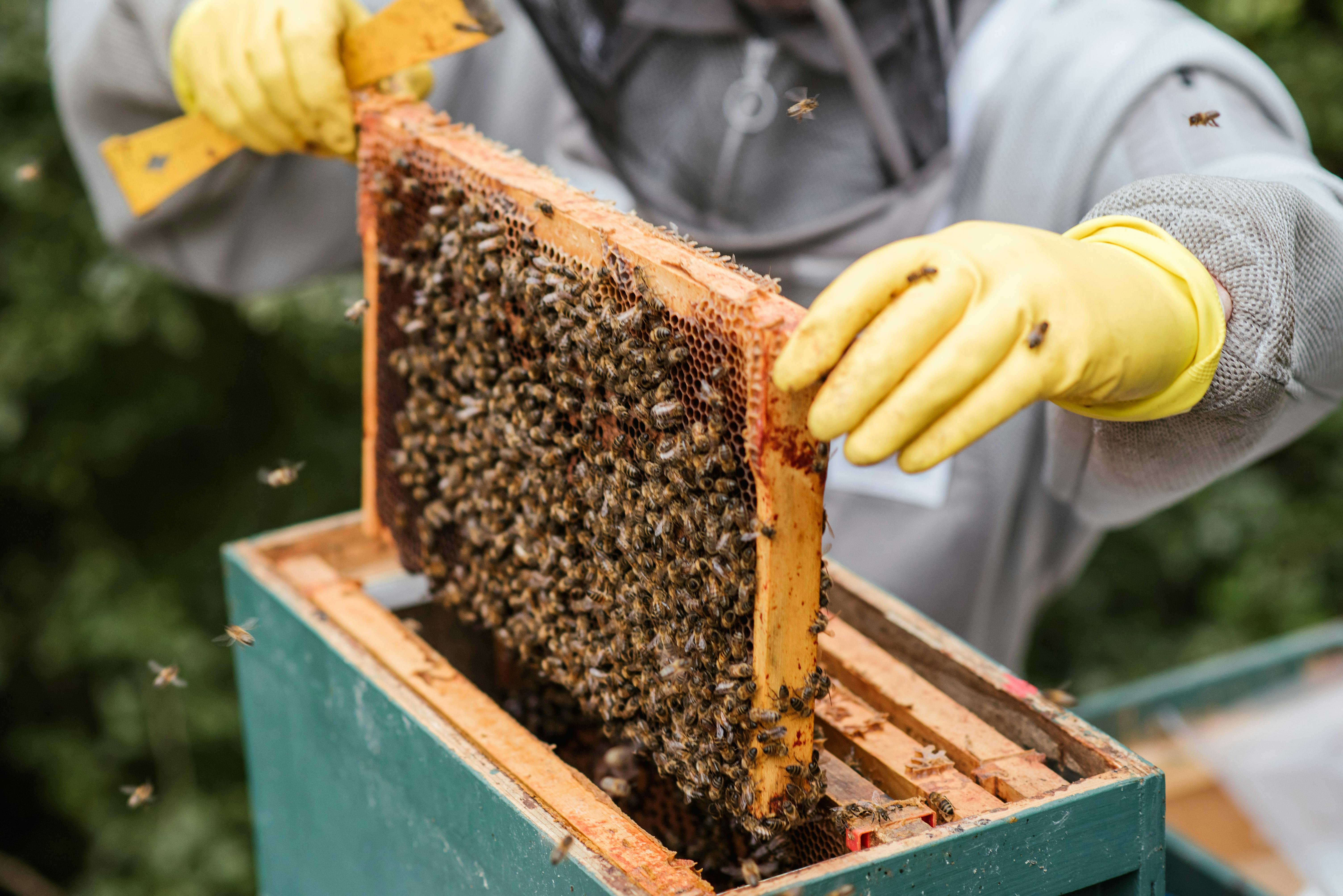 Agricultor sacando un panal de la colmena | Fuente: Pexels