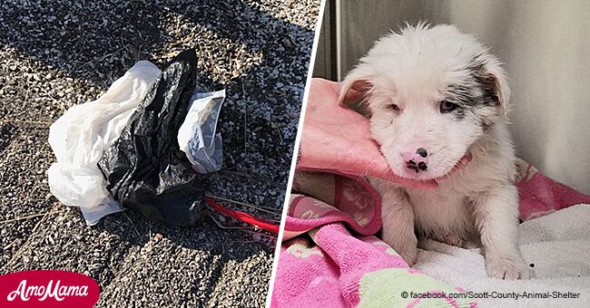 Dos hombres heroicos rescataron a cachorrita de bolsa de basura con pesos en lago helado