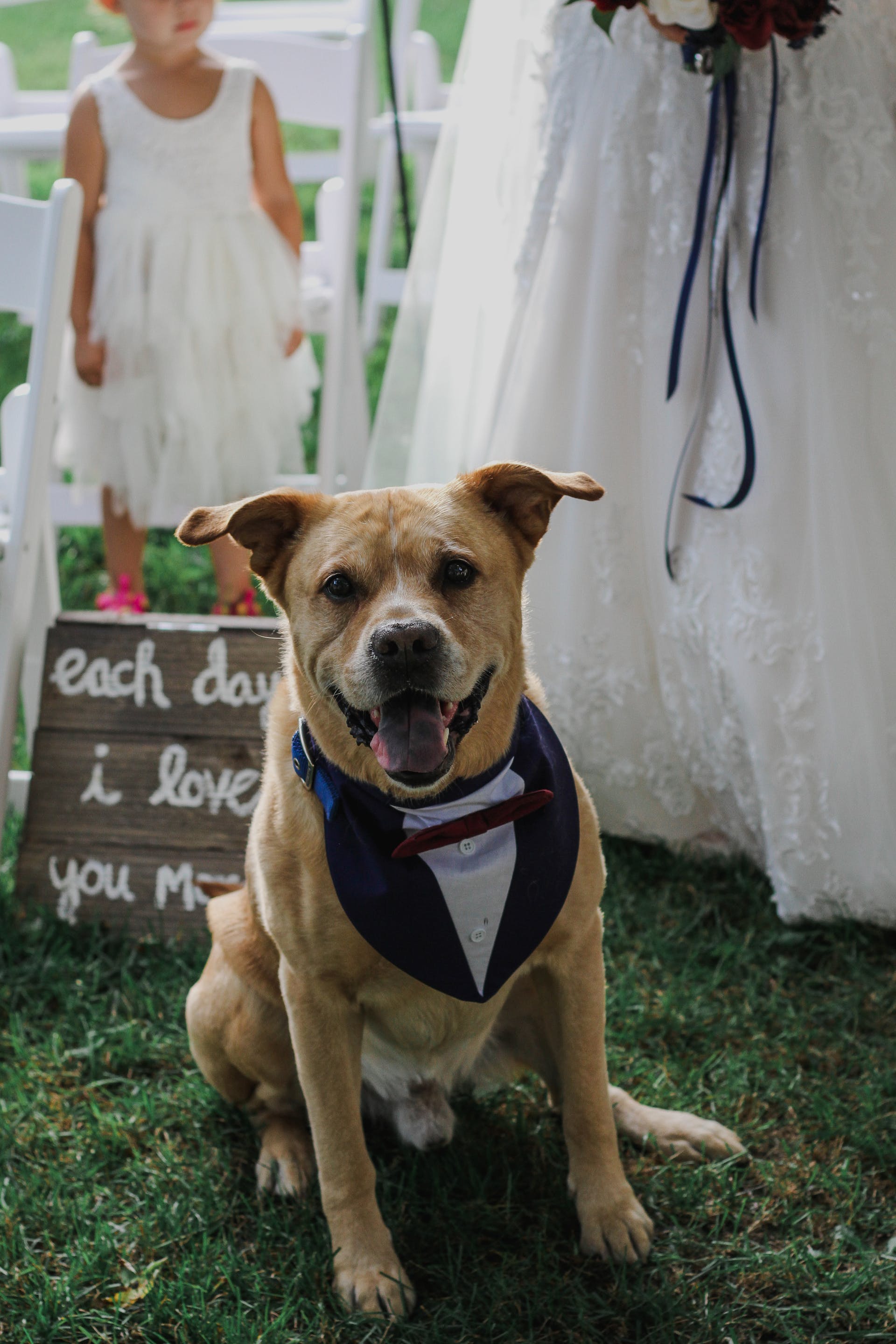 Un perro en una boda | Fuente: Pexels