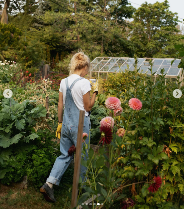 Mientras camina entre dalias rosas en flor y exuberantes parterres hacia el invernadero de su finca, Pamela Anderson sostiene una taza caliente y lleva un mono vaquero, una camiseta blanca y unos guantes de jardinería amarillos con estampado floral. Esta foto entre bastidores de «Pamela's Cooking with Love» refleja su pasión por el estilo de vida «de la huerta a la mesa» en la isla de Vancouver, y celebra su aventura culinaria como "un sueño hecho realidad" en una sincera publicación dirigida a sus fans. | Fuente: Instagram/pamelaanderson
