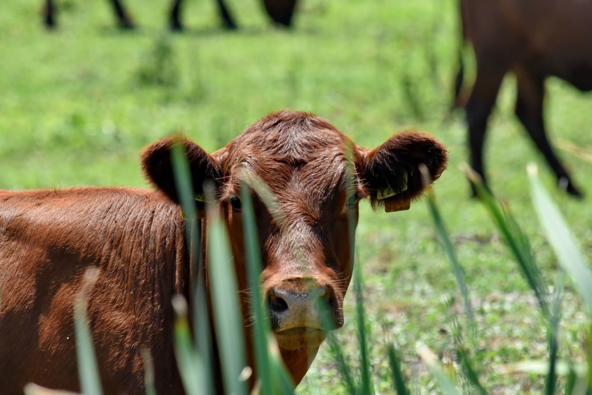 Imagen de un toro entre la hierba mirando a la cámara. | Foto: Pixnio.com