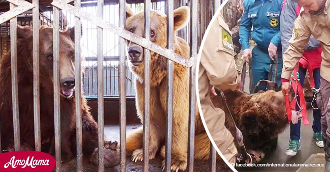 Los osos más tristes pasaron 14 años en una jaula de metal antes de ser rescatados