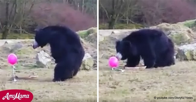 Los osos son de los depredadores más peligrosos del mundo, hasta que consiguen un globo