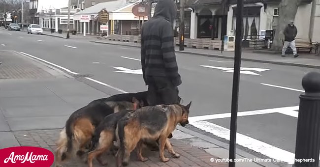 Transeúntes escucharon manada de perros acercarse, pero quedan pasmados por su disciplina