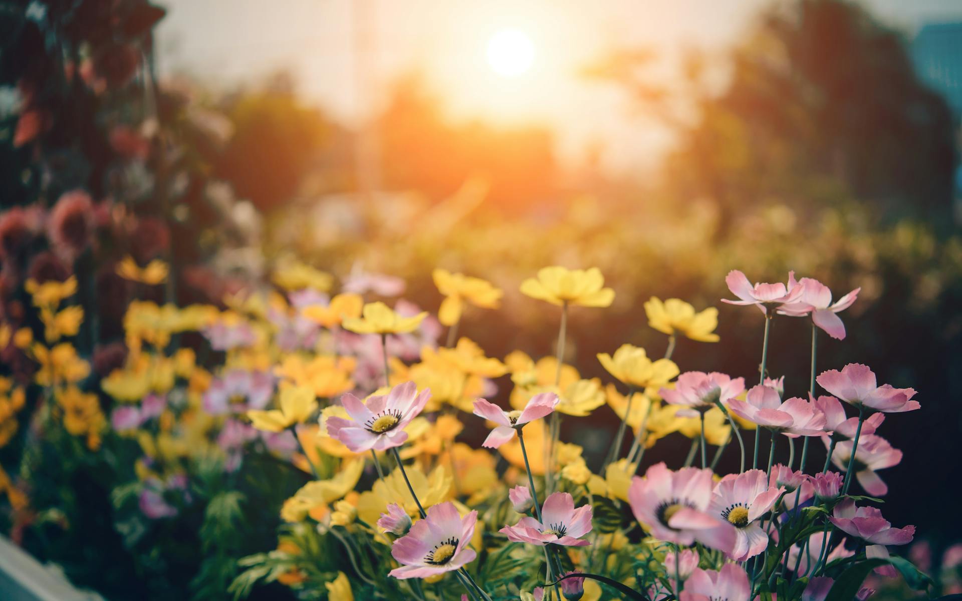 Un primer plano de flores en un jardín | Fuente: Pexels