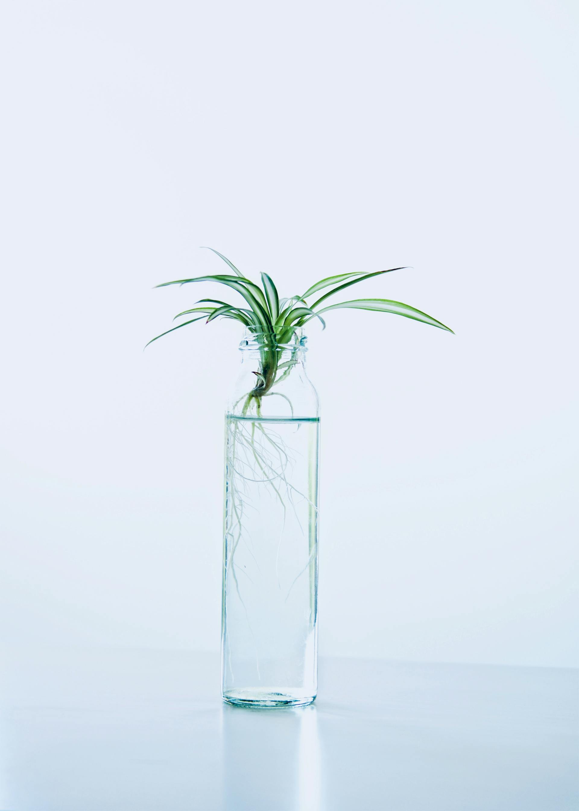 Una planta verde en una botella de cristal con agua | Foto: Pexels