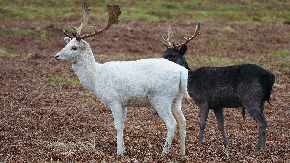 Un ciervo blanco y otro negro. Fuente: Pixabay
