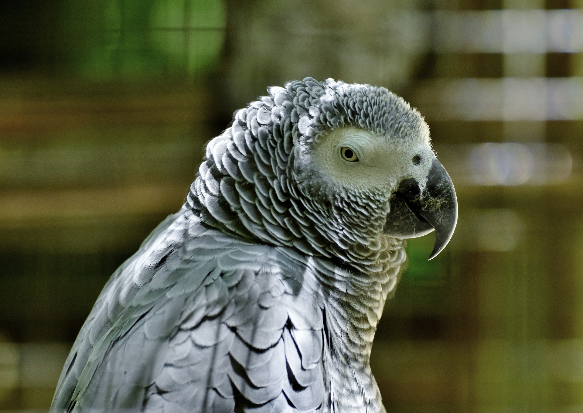 Retrato de un loro africano gris. | Foto: Pixabay