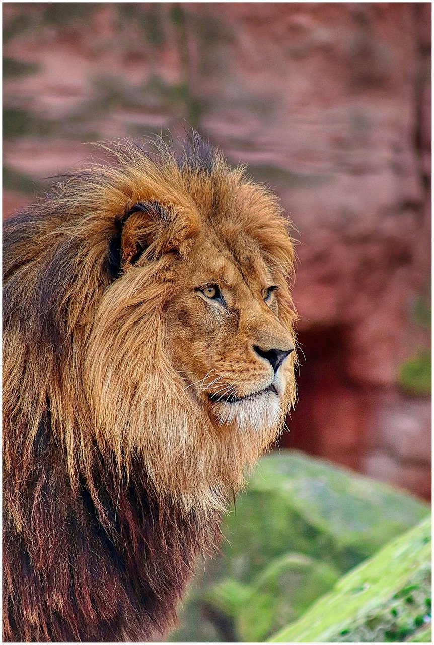 León. | Foto: Pixabay