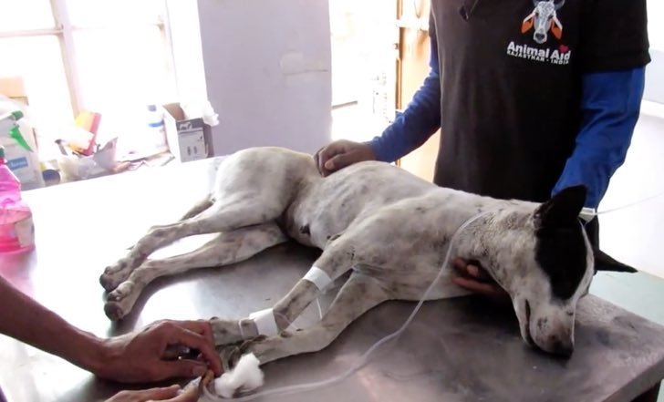 Imagen tomada de: Youtube/ Animal Aid Unlimited, India