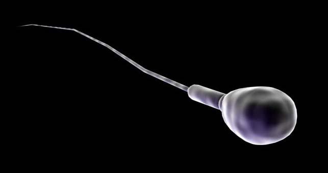 Espermatozoide-Imagen tomada de Wikipedia