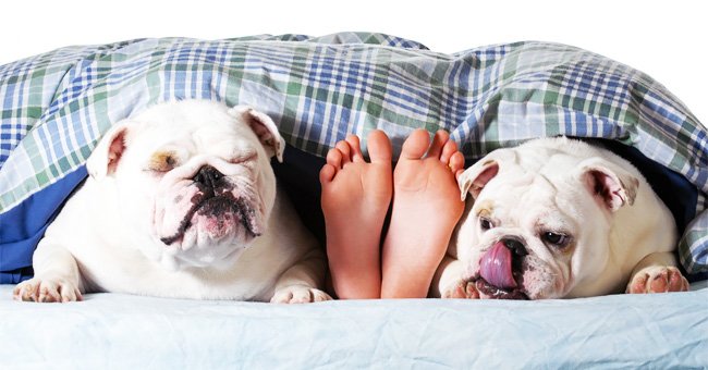 Pies humanos entre dos bulldogs en la cama. | Foto: Shutterstock