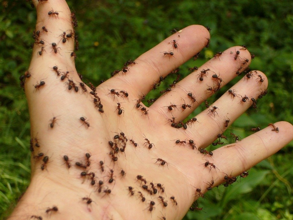 Hormigas en la mano.Fuente: MaxPixel
