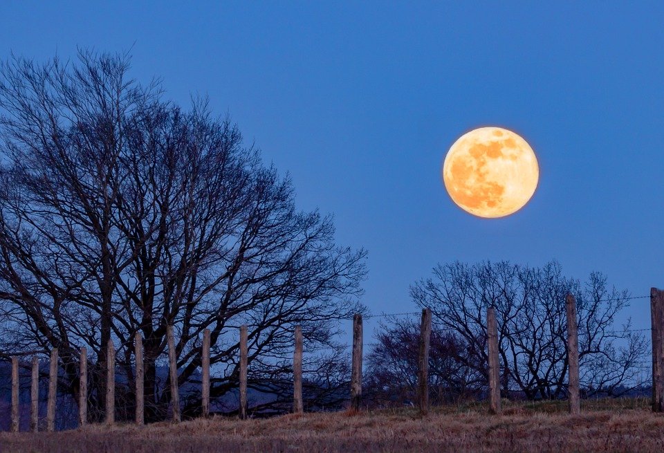 Árboles y luna llena. | Foto: Pixabay