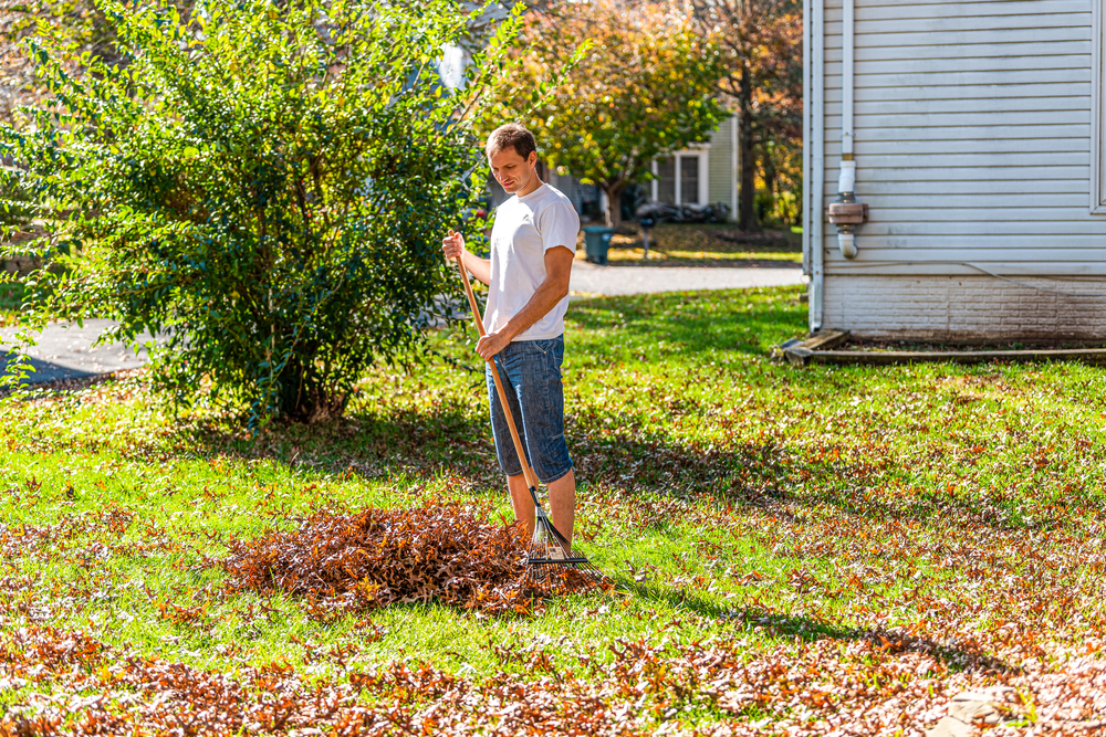Persona dueño de casa hombre en jardín patio trasero rastrillar follaje seco de otoño roble hojas montón de pie con rastrillo en otoño soleado luz del sol por house.| Fuente: Shutterstock