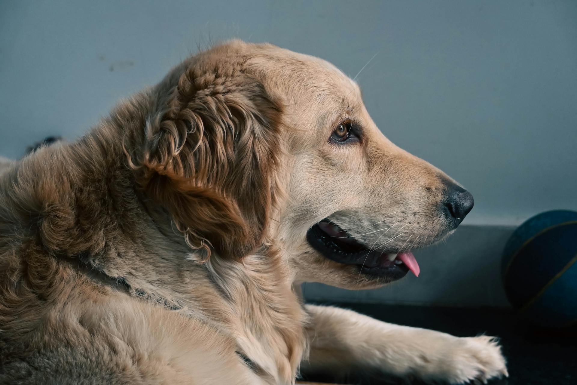 Un golden retriever con la lengua fuera | Fuente: Pexels