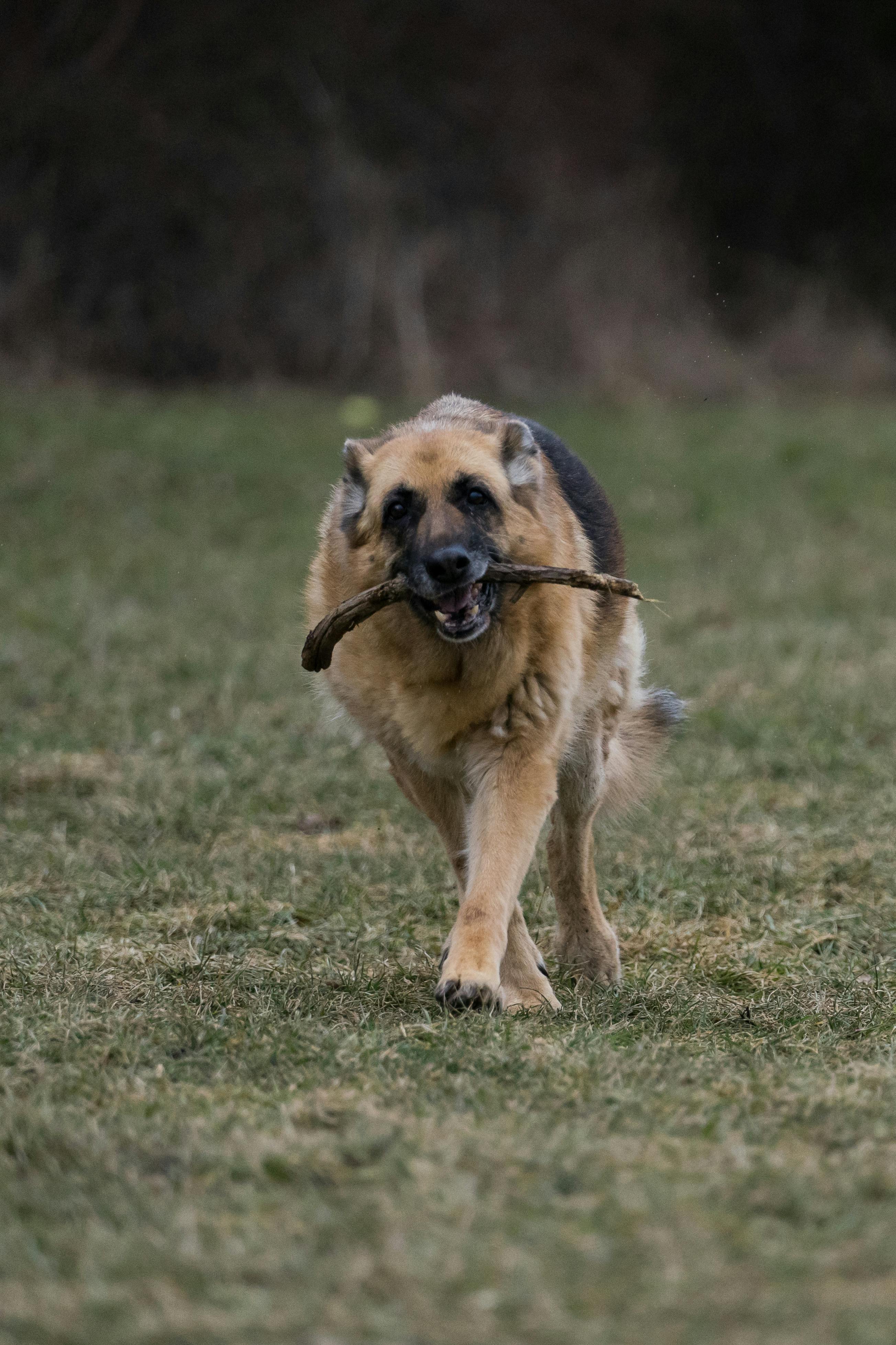 Un perro llevando un palo | Fuente: Pexels