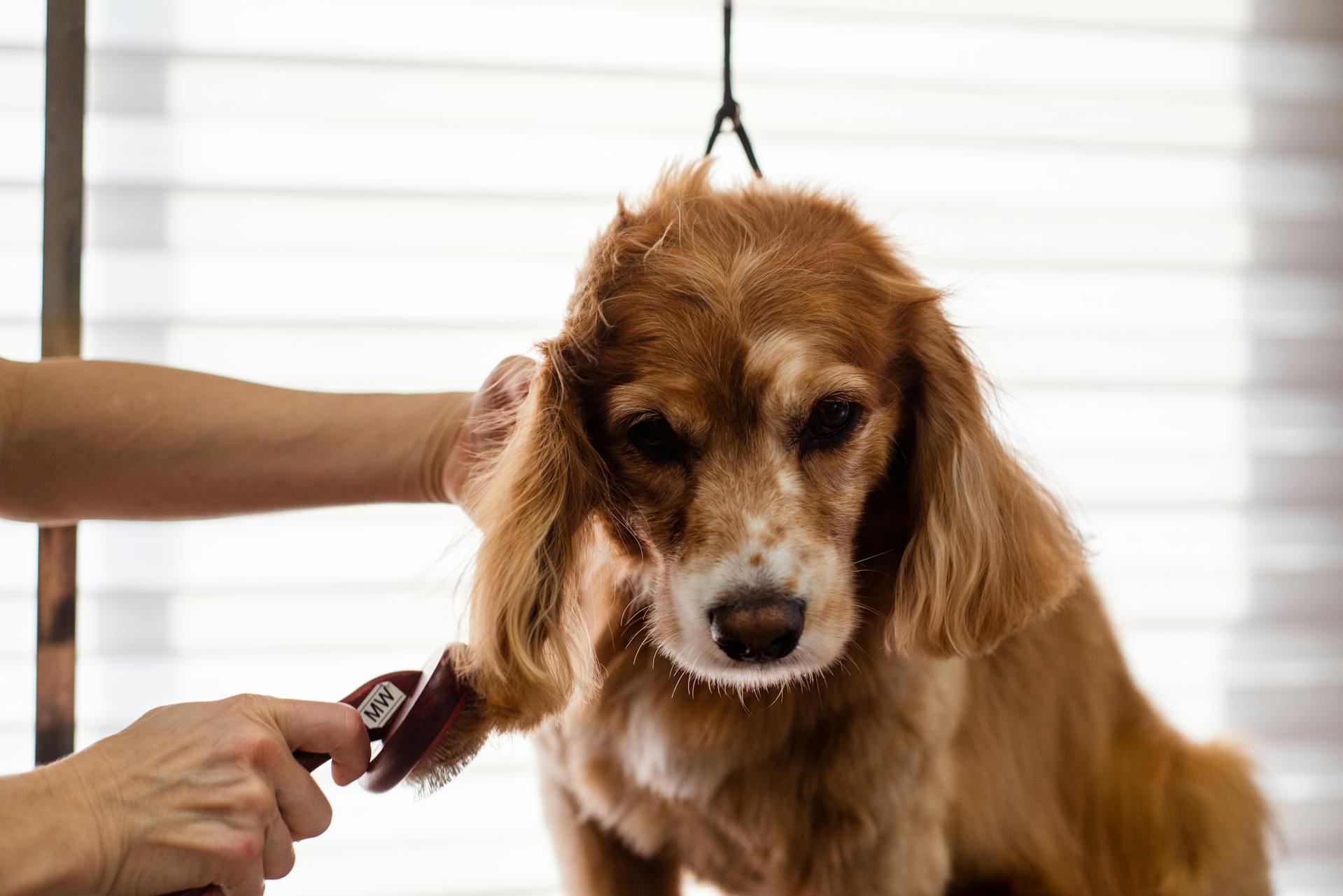 Una peluquera canina cepillando a un perro | Fuente: Pexels