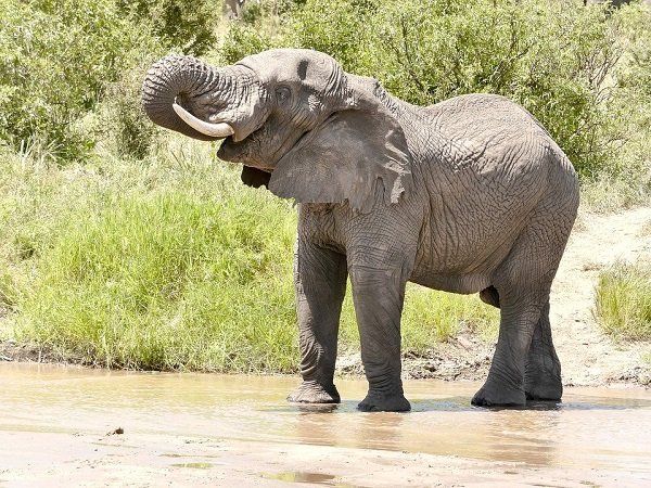 Elefante toma agua de un arroyo. | Foto: Footage