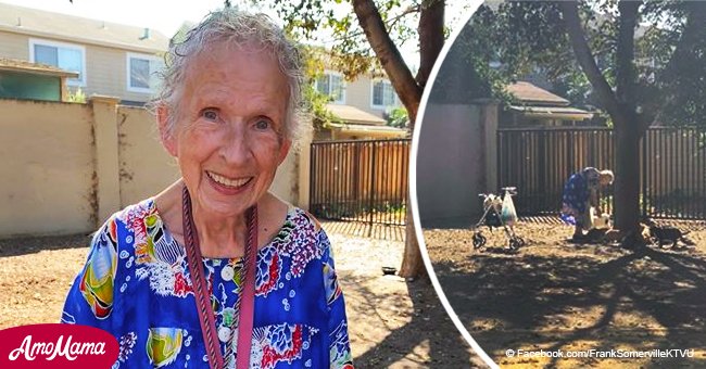 Anciana alimenta 14 gatos callejeros cada día por 10 años, y su inspiradora historia se hizo viral