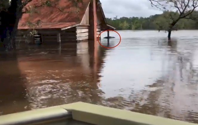 Source: screenshot from Facebook video, Skylands Animal Sanctuary And Rescue