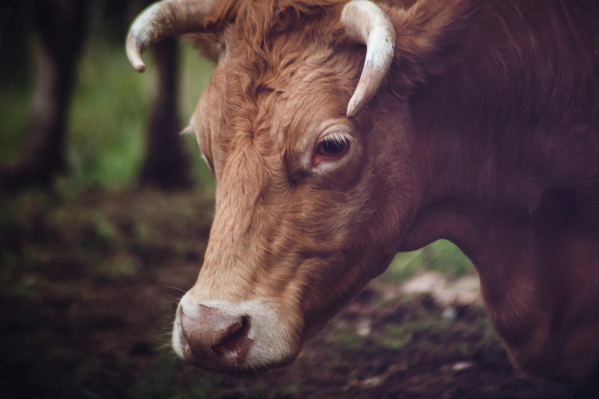 Primer plano de la cara de un toro | Fuente: Pexels