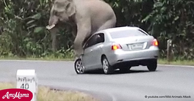 Elefante aplastó a conductor hasta la muerte luego de que su auto a toda velocidad lo golpeó en las patas