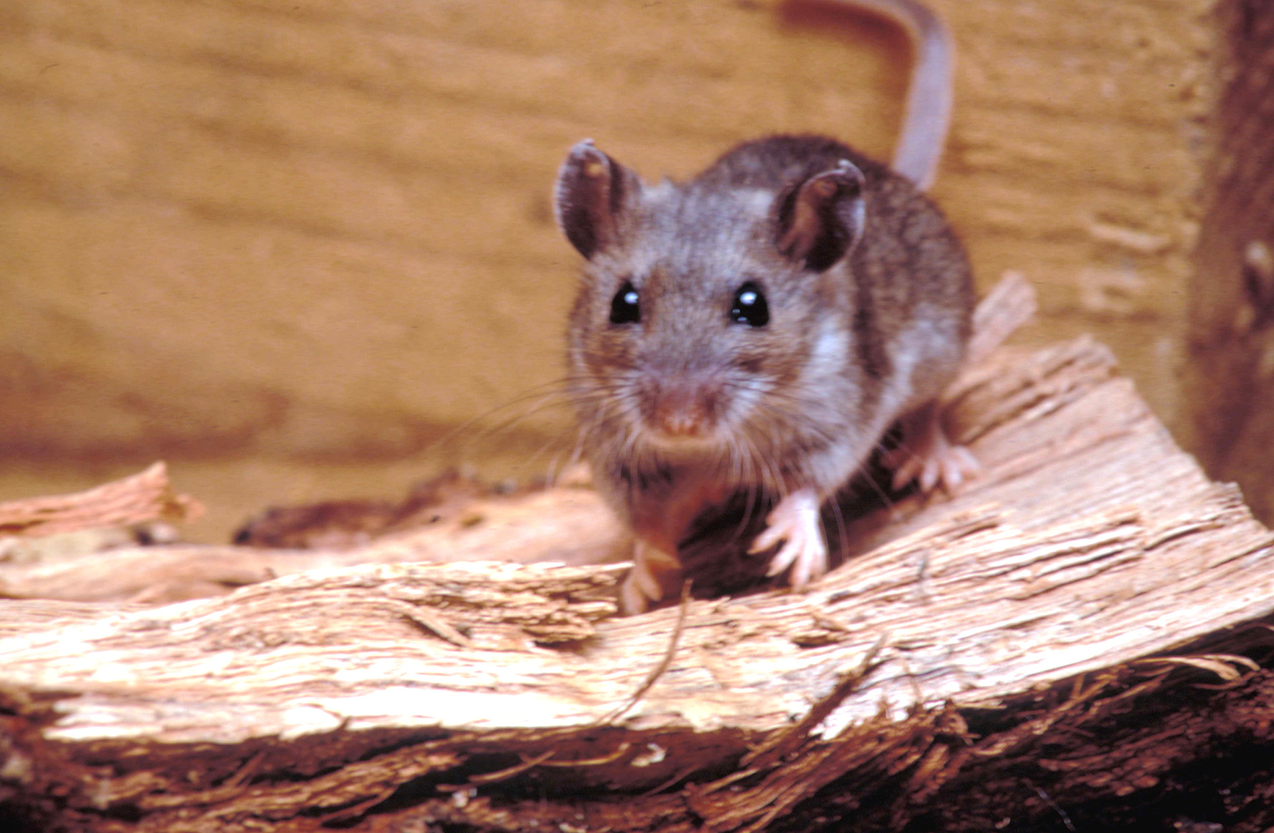 Ratón ciervo (Peromyscus maniculatus), posible transmisor del hantavirus, 1990. Imagen cortesía de los Centros para el Control y la Prevención de Enfermedades (CDC). | Fuente: Getty Images