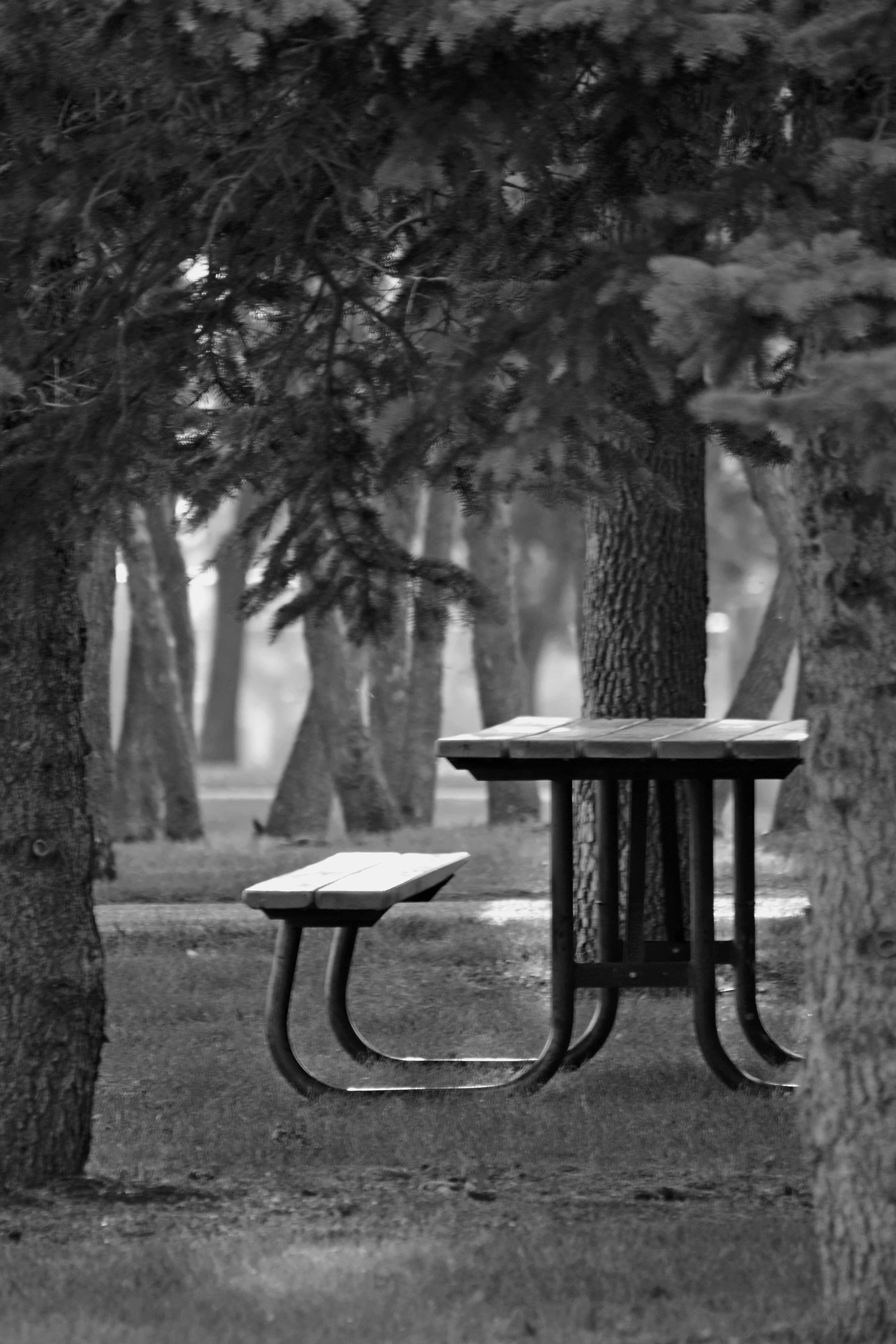Mesa para pícnic en el bosque. | Foto: Pexels
