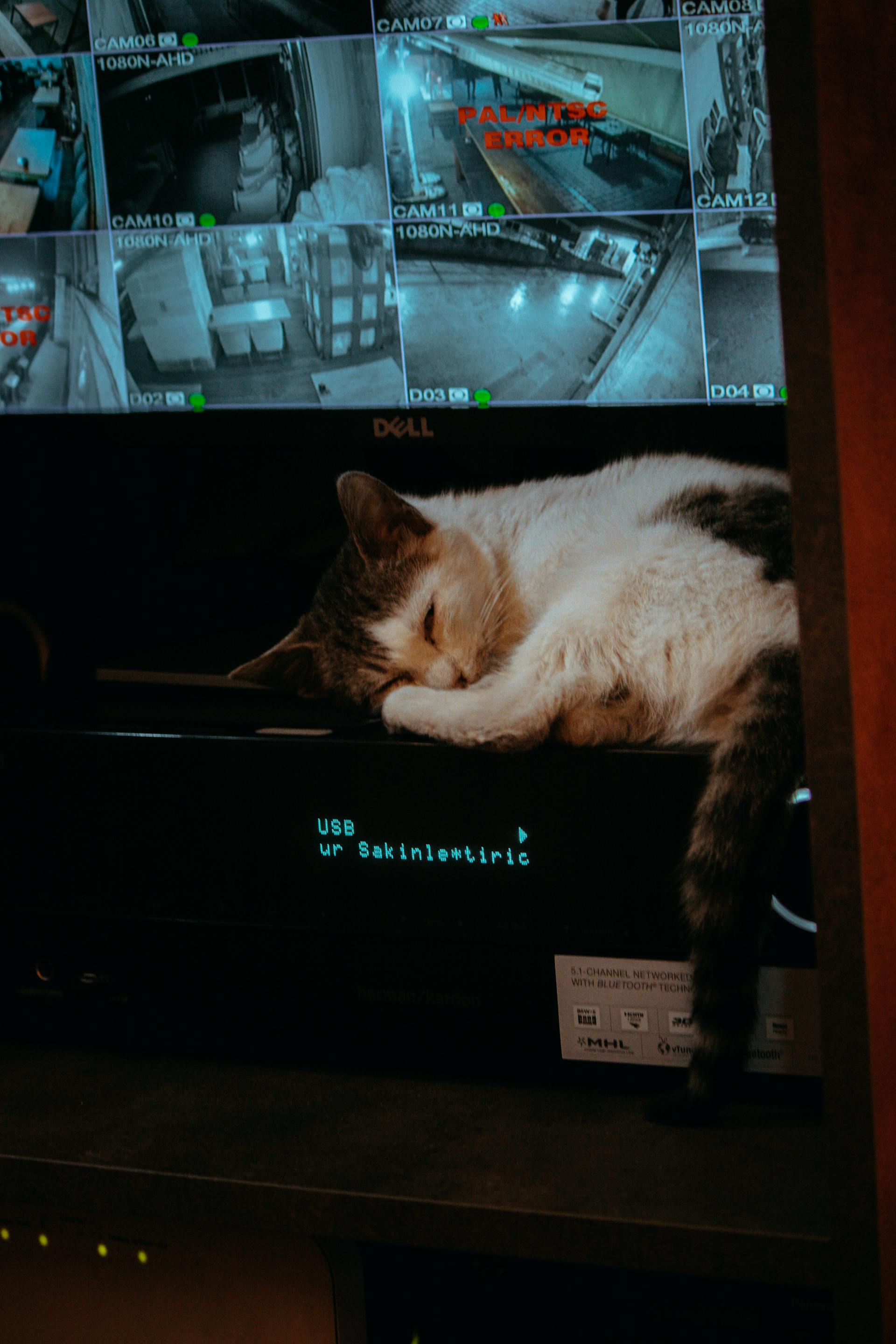 Un gato durmiendo bajo un biombo con las imágenes de las cámaras de CCTV | Fuente: Pexels