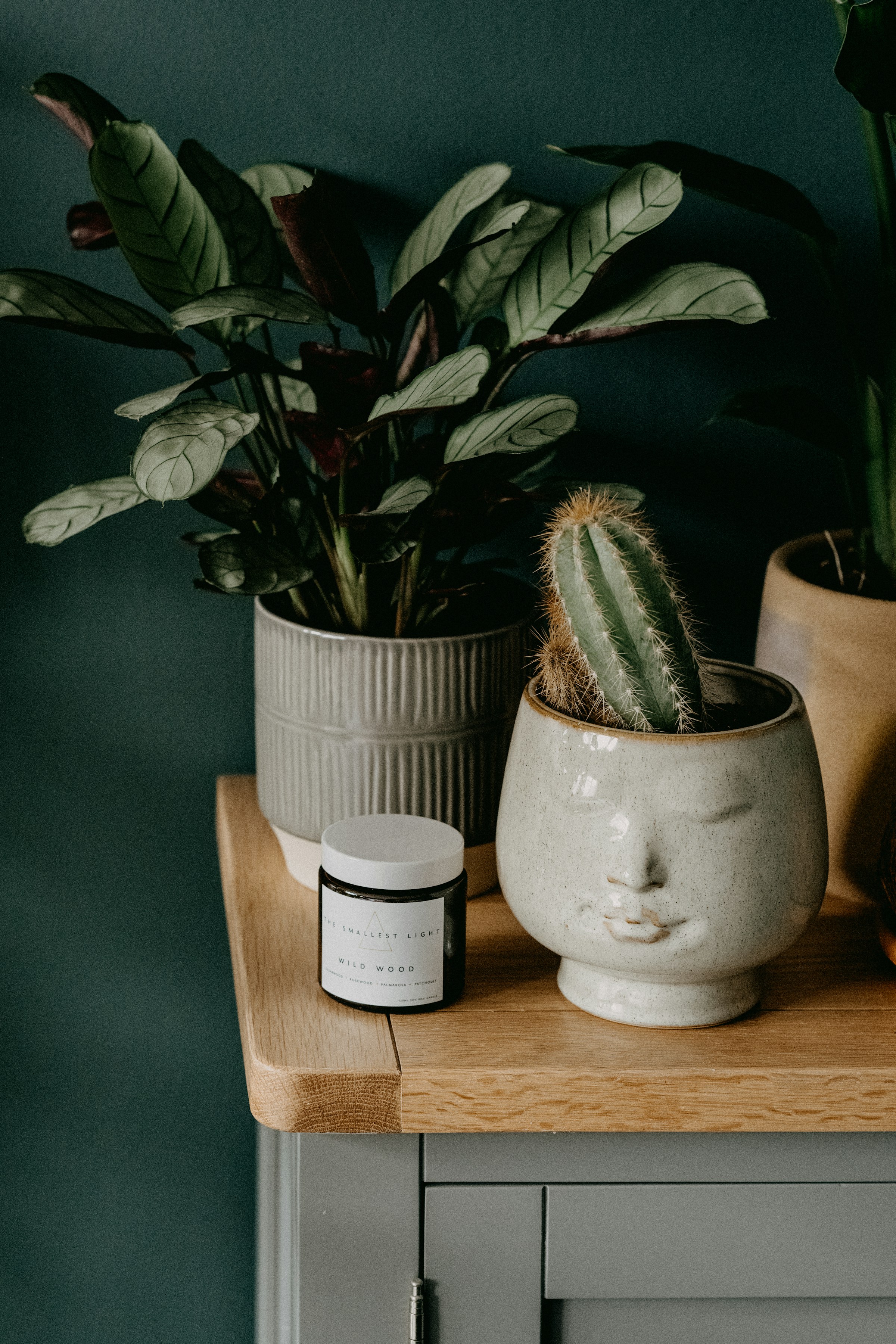 Plantas sobre una mesa | Fuente: Unsplash