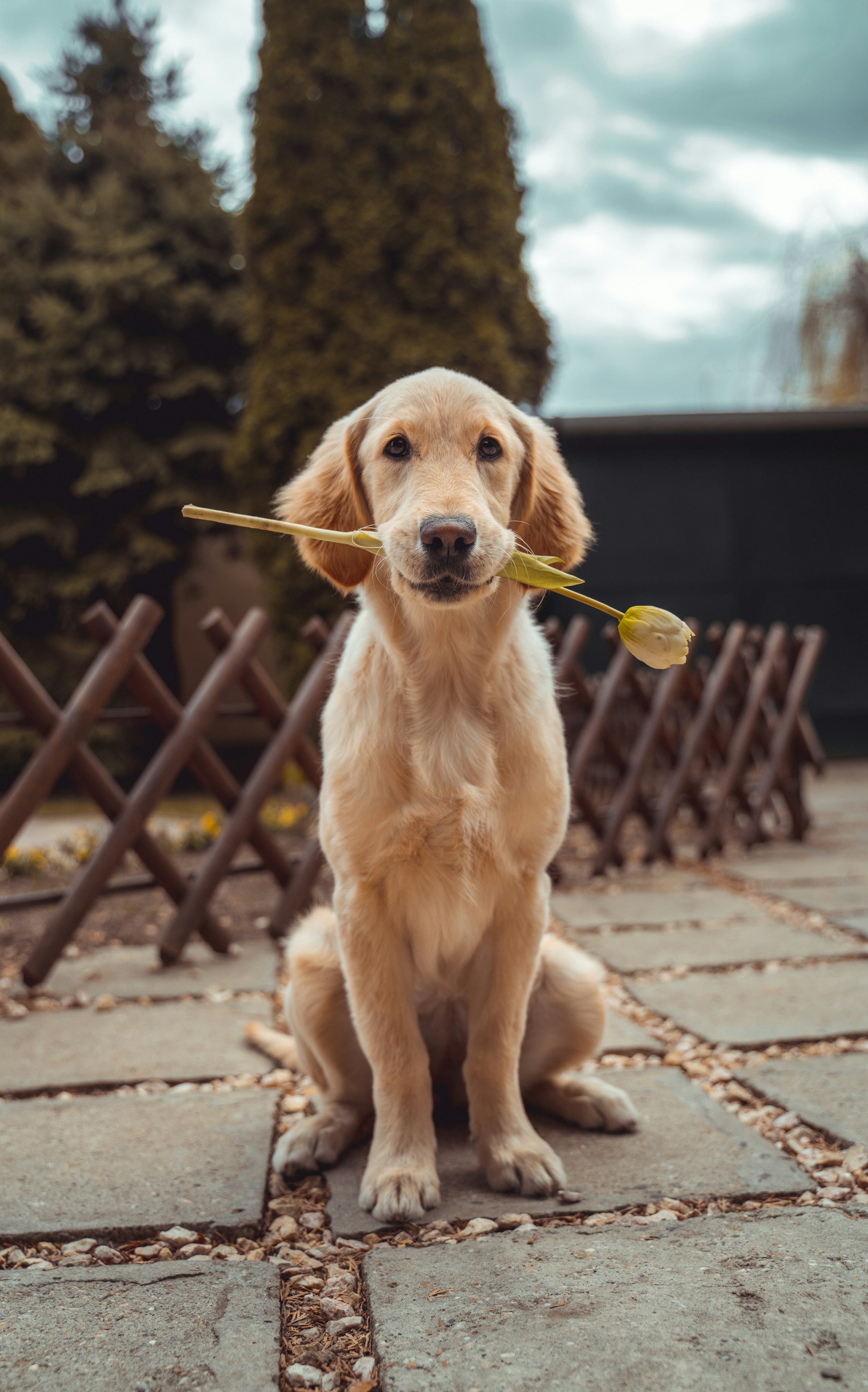 Un perro sujetando una flor | Foto: Unsplash