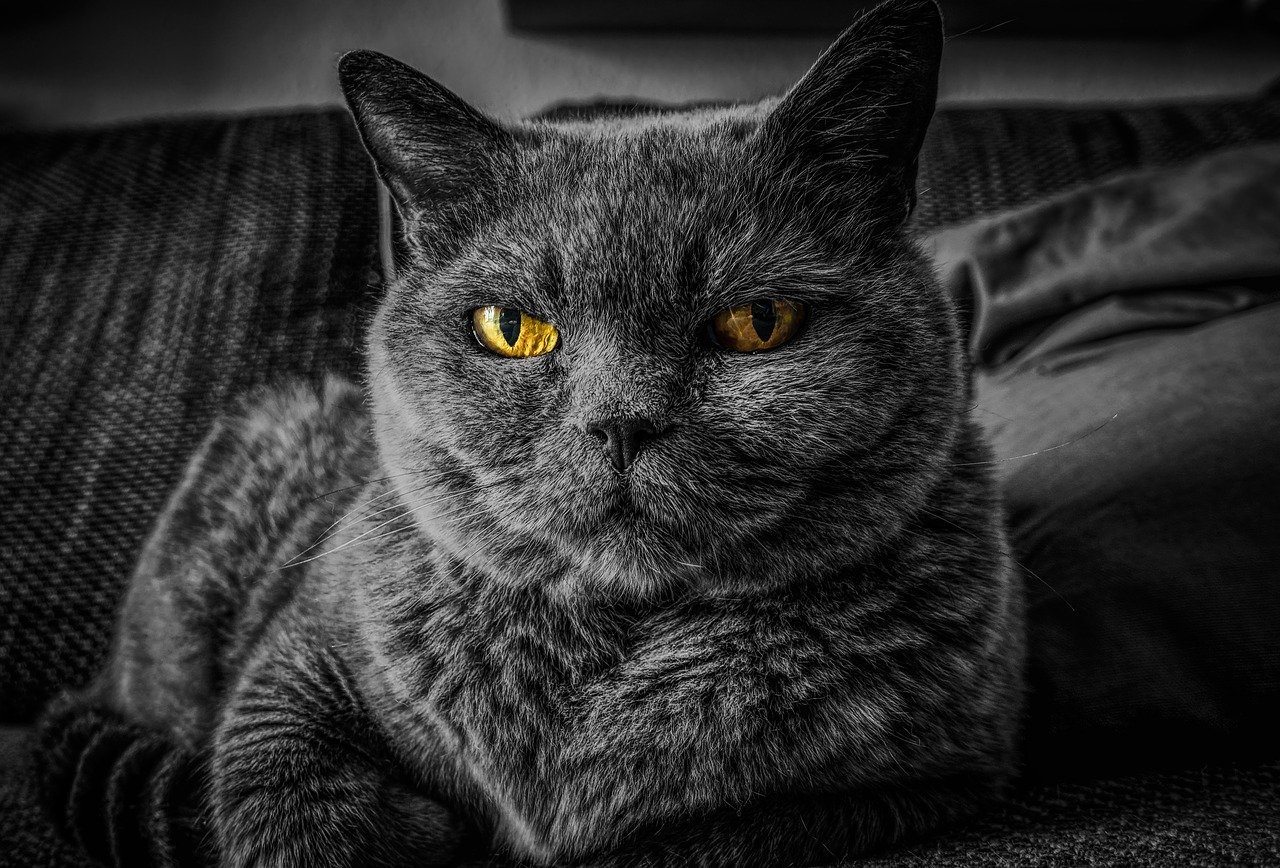 Gato doméstico sobre un sofá. | Foto: Pixabay