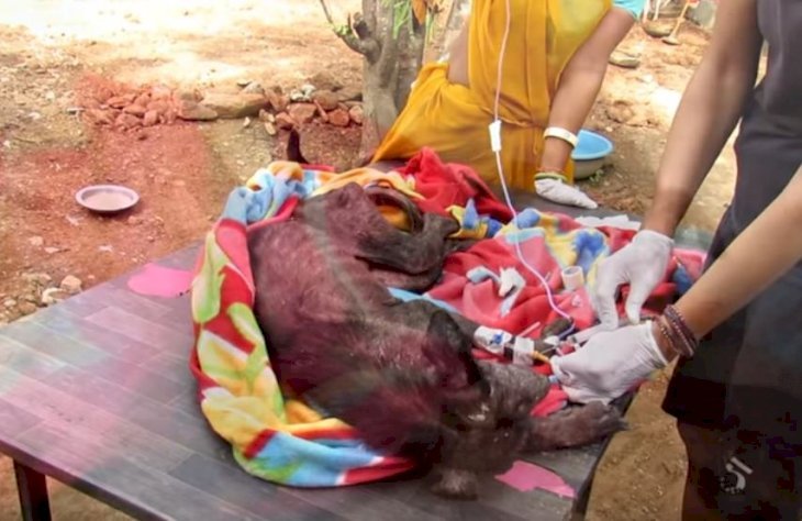 Imagen tomada de: Youtube/Animal Aids Unlimited India