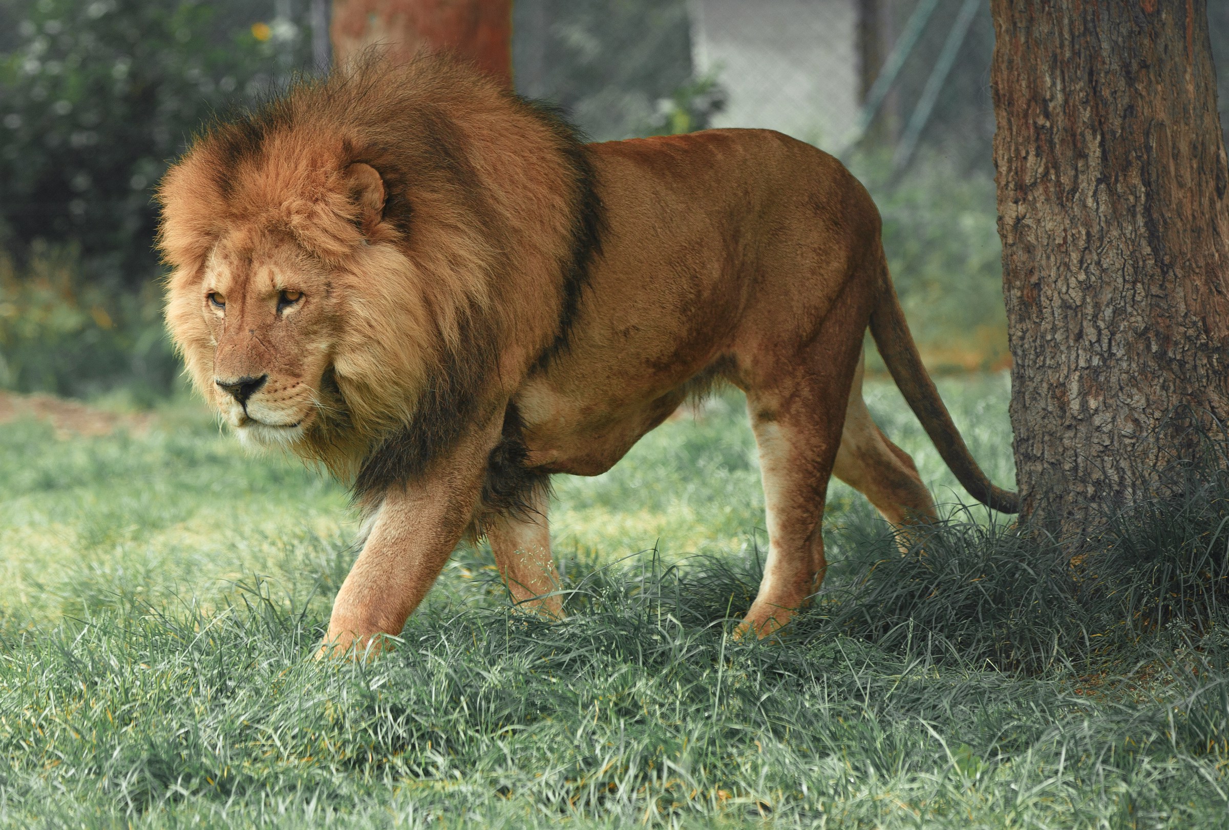 Un león en la selva | Fuente: Unsplash