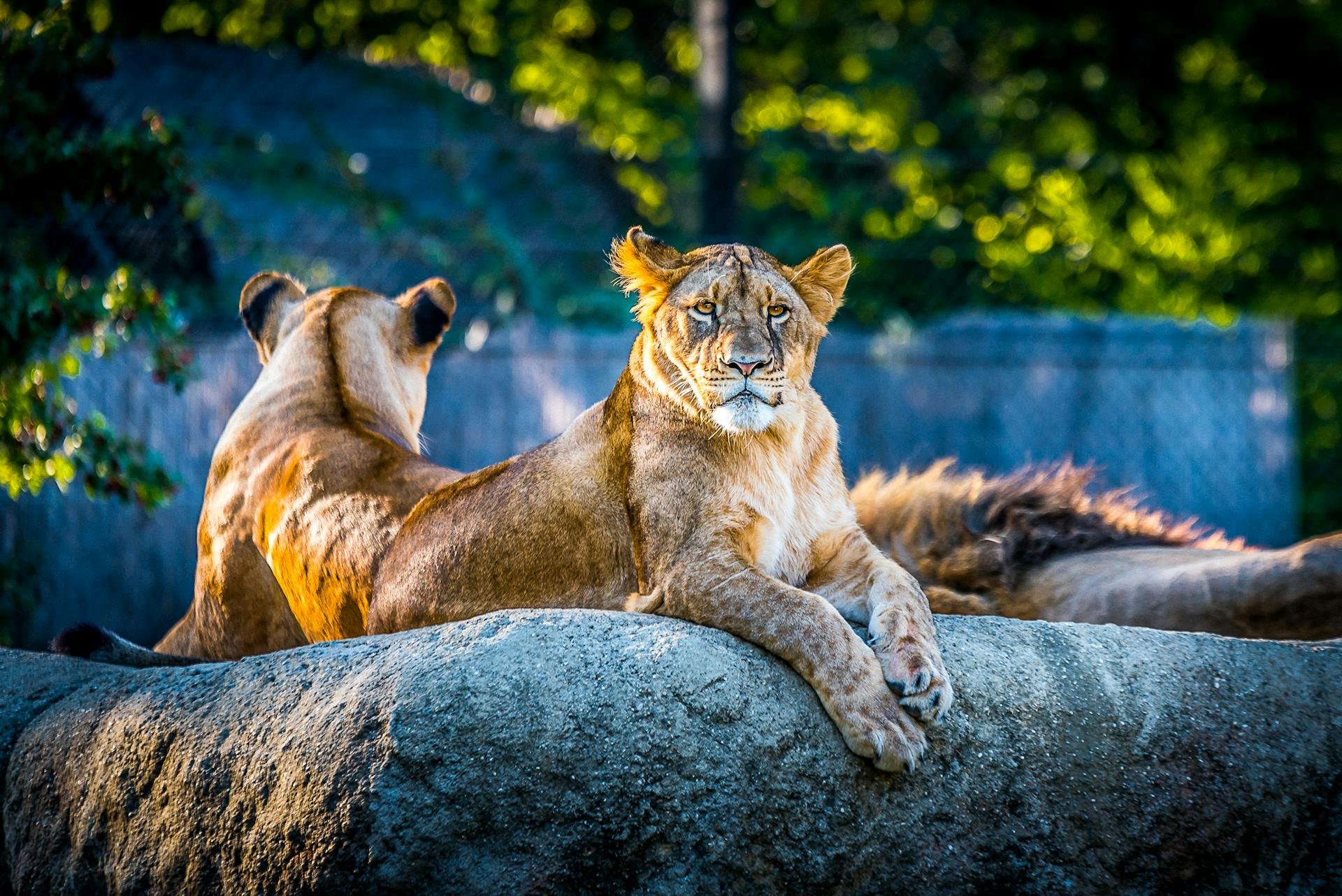 Leones sentados en una roca | Fuente: Pexels